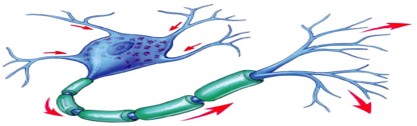  AHMED FADLI     Neurosciences العلوم العصبية